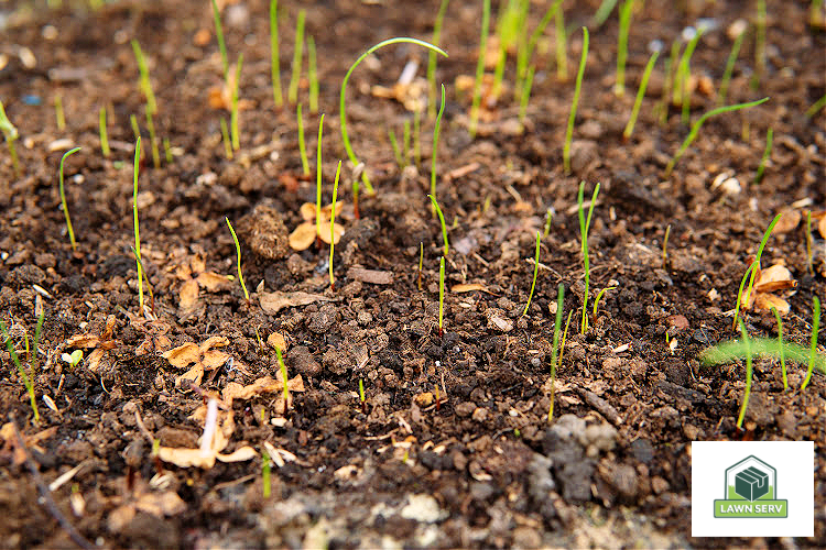 Starting Fresh How Do I Start My Lawn Over From Scratch? Lawn Serv